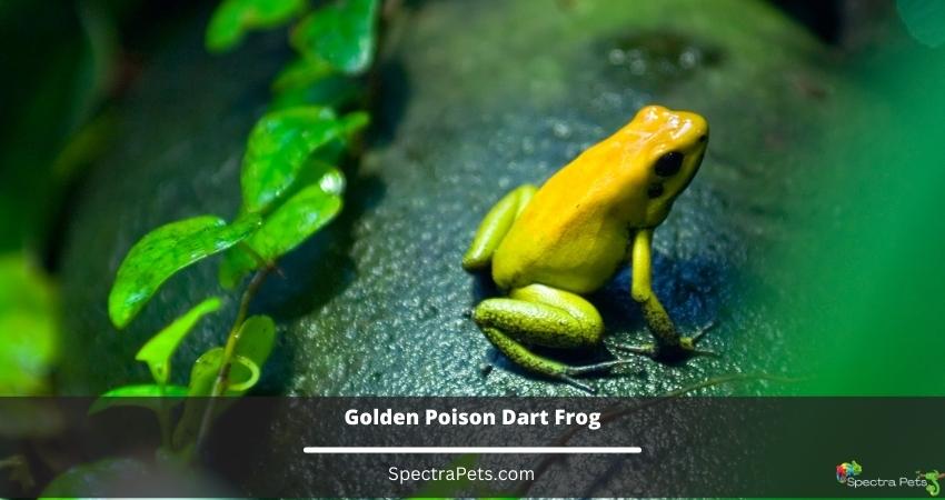 Golden-Poison-Dart-Frog