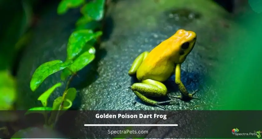 Golden Poison Dart Frog