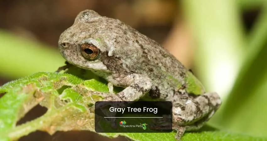 Gray Tree Frog