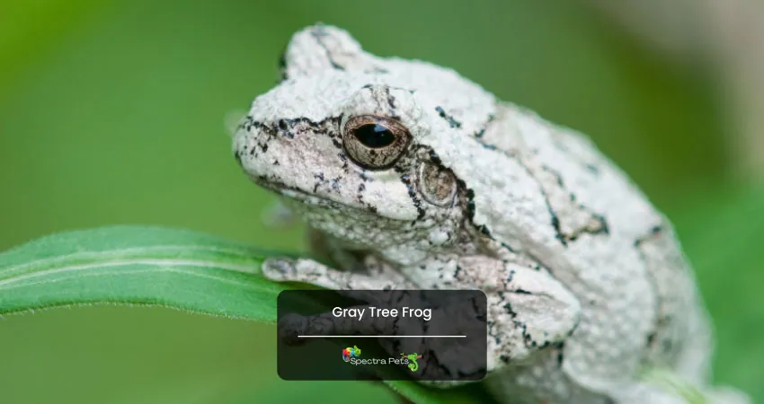 Gray Tree Frog