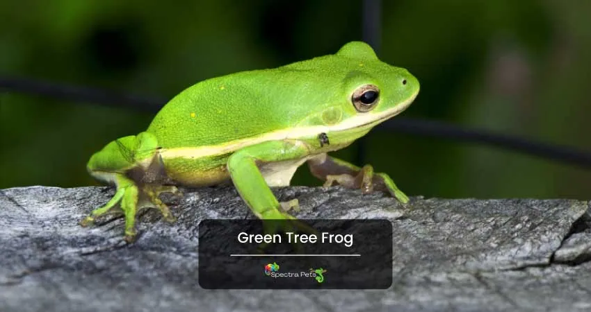 Green Tree Frog