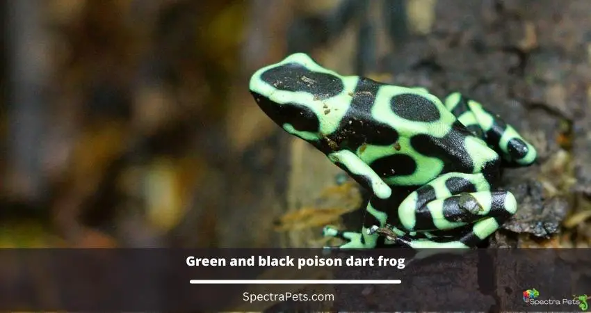 Green and black poison dart frog