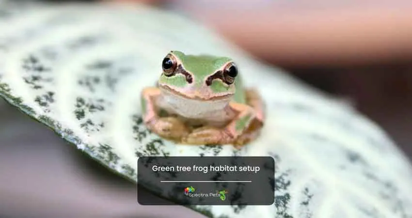 Green tree frog habitat setup