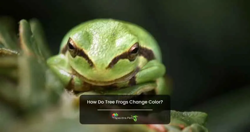 How Do Tree Frogs Change Color