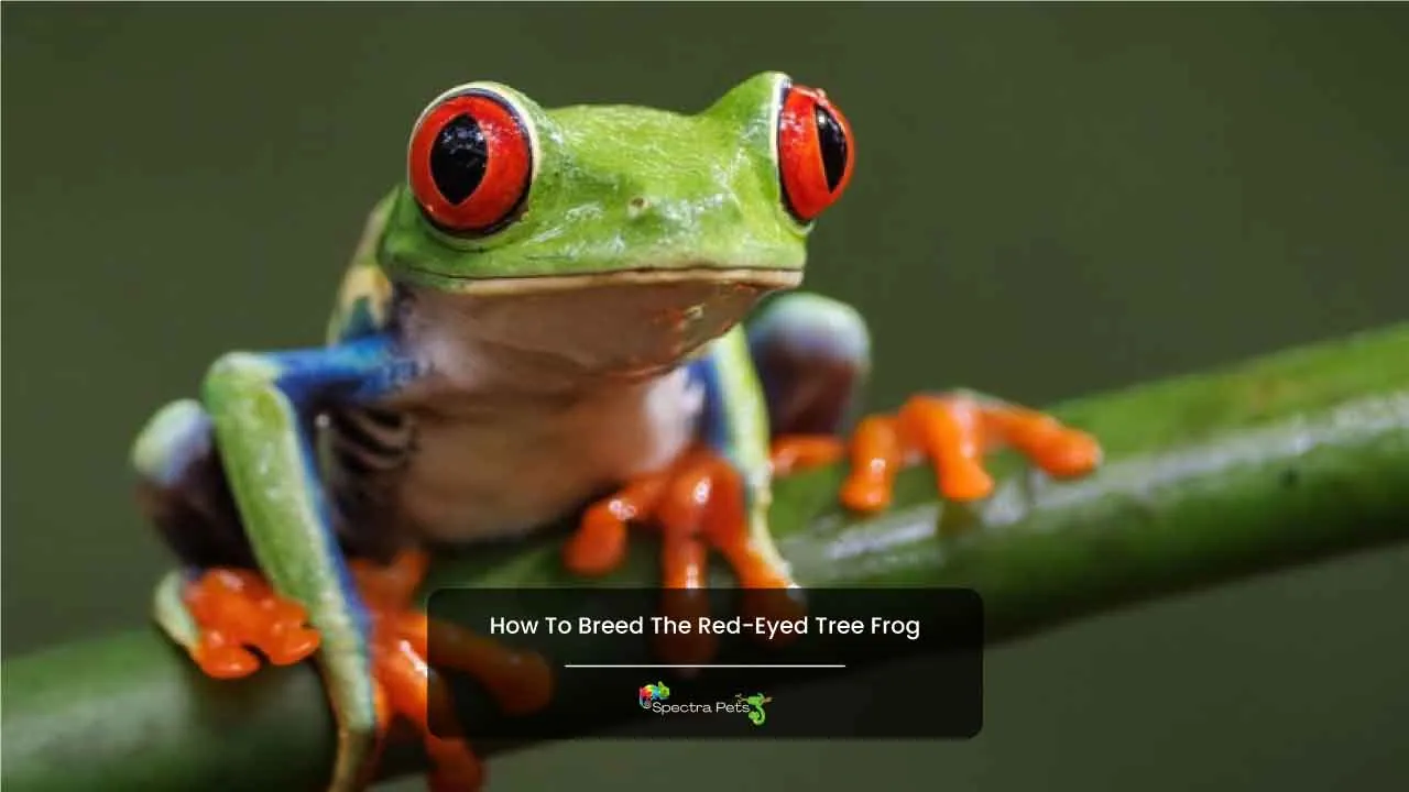 How To Breed The Red-Eyed Tree Frog