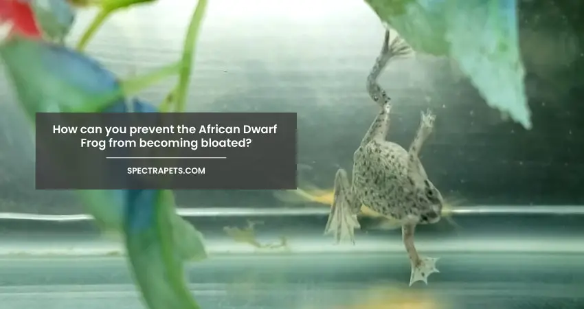 How can you prevent the African Dwarf Frog from becoming bloated