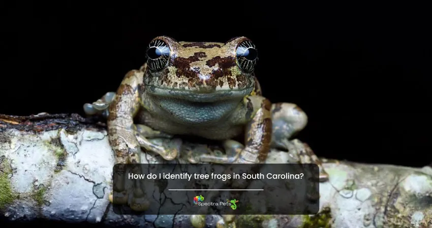 How do I identify tree frogs in South Carolina