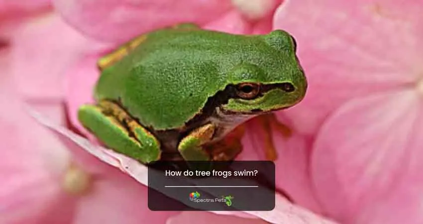 How do tree frogs swim