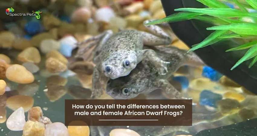 How do you tell the differences between male and female African Dwarf Frogs