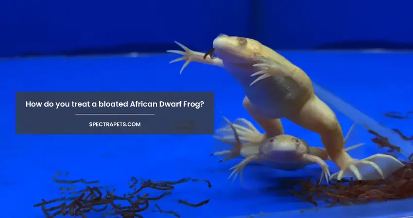 How do you treat a bloated African Dwarf Frog