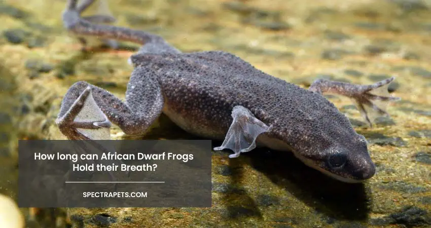 How Long Can African Dwarf Frogs Hold Their Breath? Can They Live Out