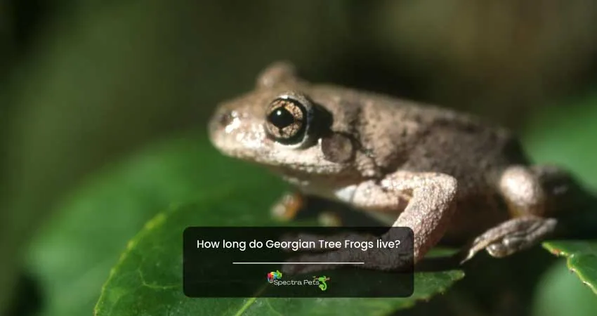 How long do Georgian Tree Frogs live