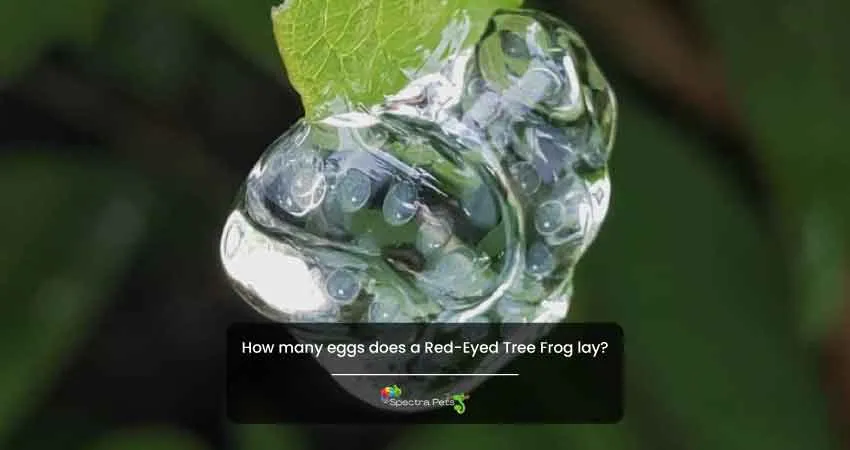 How many eggs does a Red Eyed Tree Frog lay