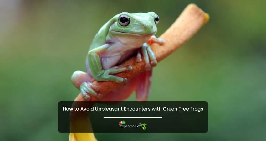 How to Avoid Unpleasant Encounters with Green Tree Frogs