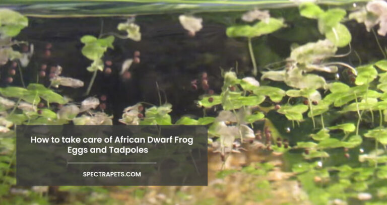 How to take care of African Dwarf Frog eggs and Tadpoles