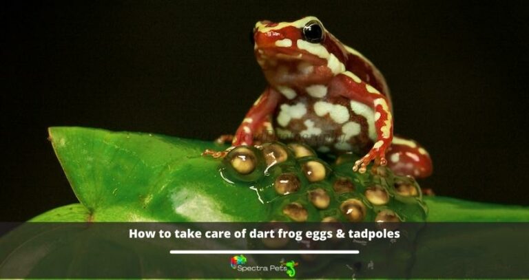 How to take care of dart frog eggs & tadpoles: Step-by-step instructions