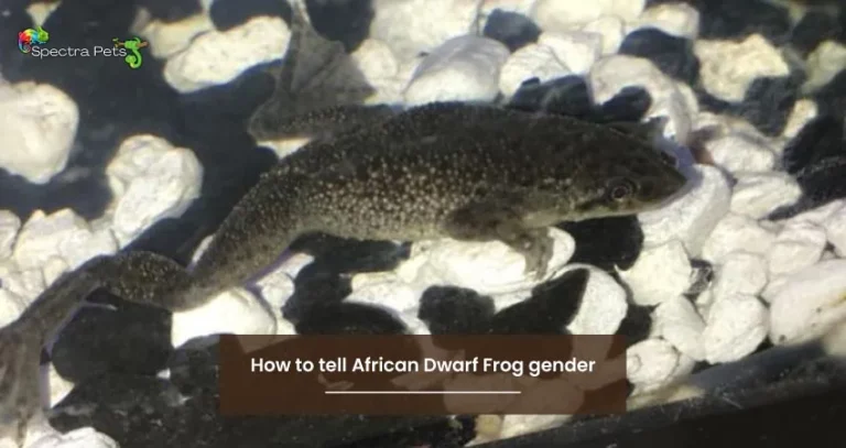 How to tell African Dwarf Frog gender