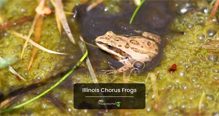 Illinois Chorus Frogs