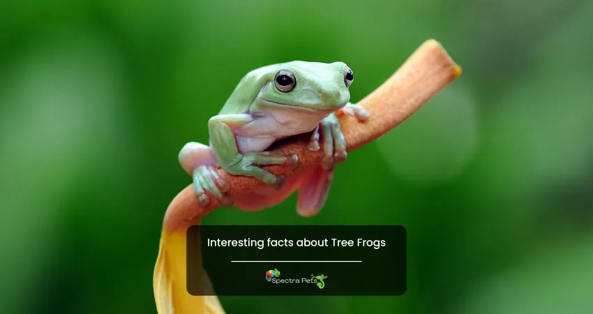 Interesting facts about Tree Frogs