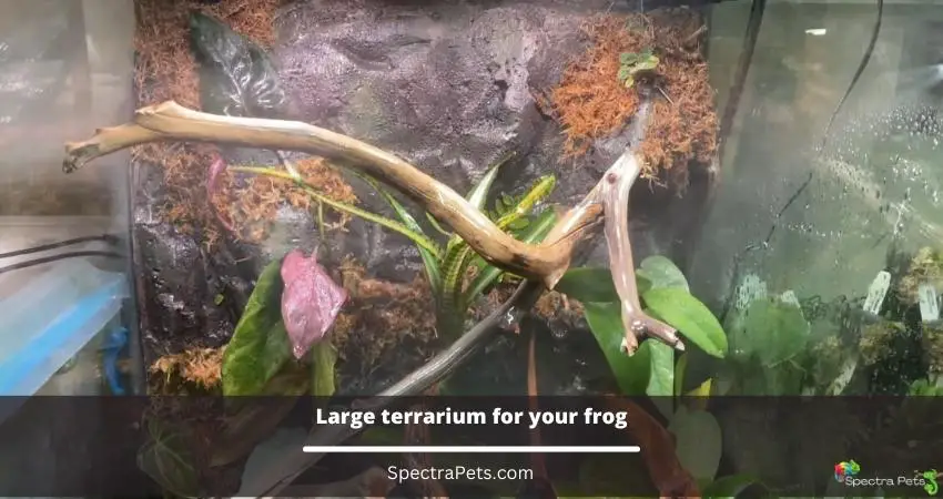 Large terrarium for your frog