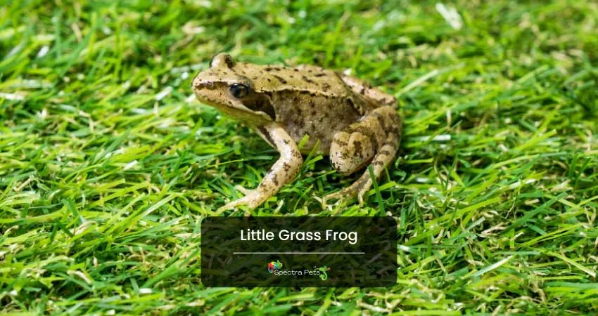 Little Grass Frog