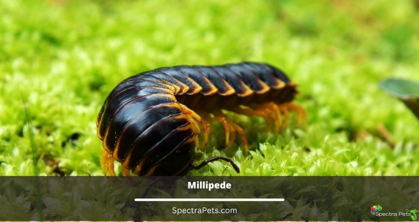 Millipede
