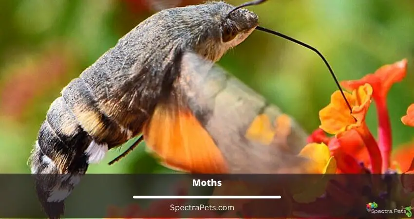 Moths