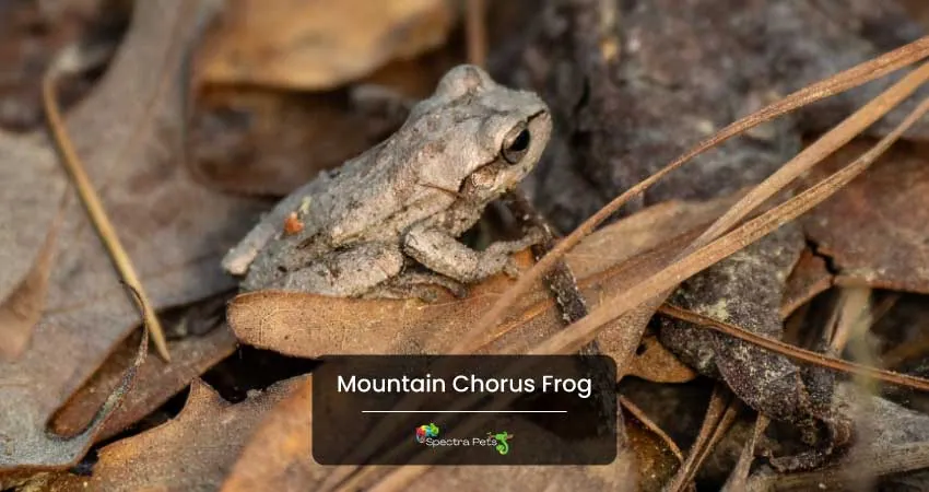 Mountain Chorus Frog