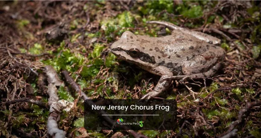 New Jersey Chorus Frog