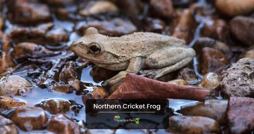 Northern Cricket Frog