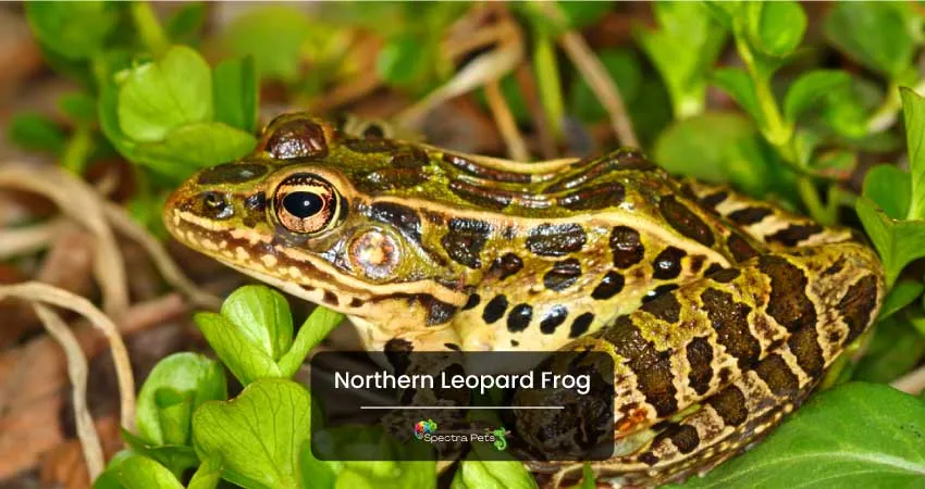 Northern Leopard Frog