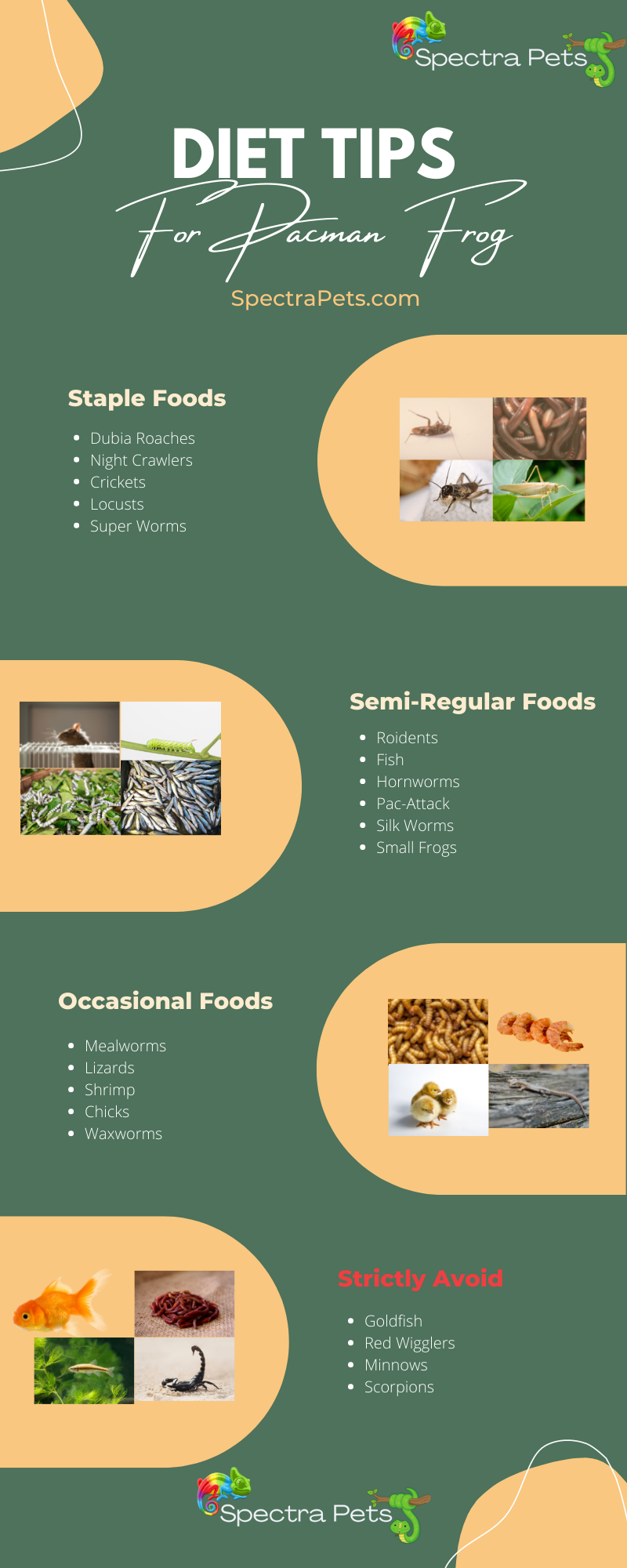 Pacman Frog Food Chart