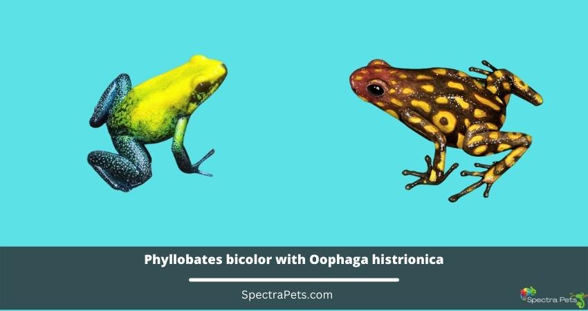Phyllobates bicolor with Oophaga histrionica