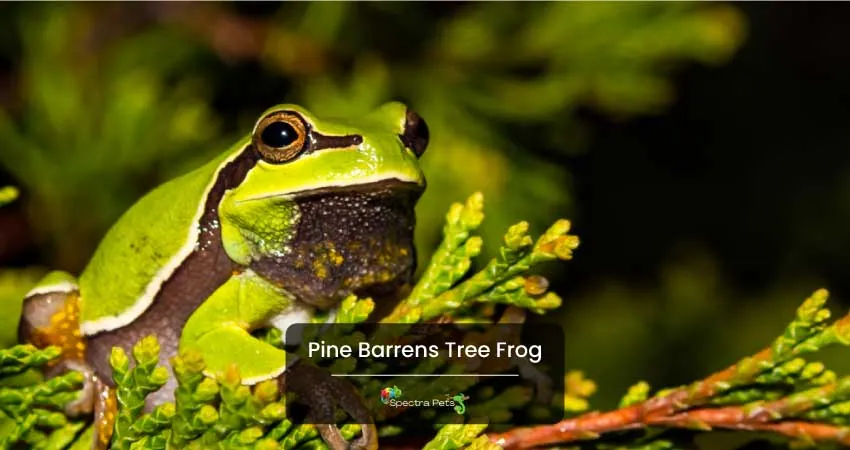 Pine Barrens Tree Frog