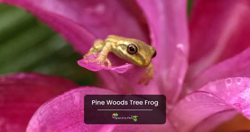 Pine Woods Tree Frog