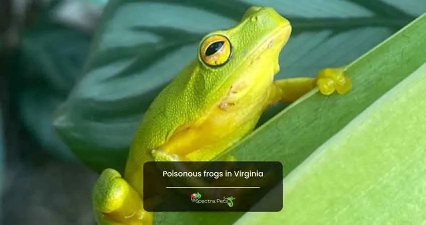 Poisonous frogs in Virginia