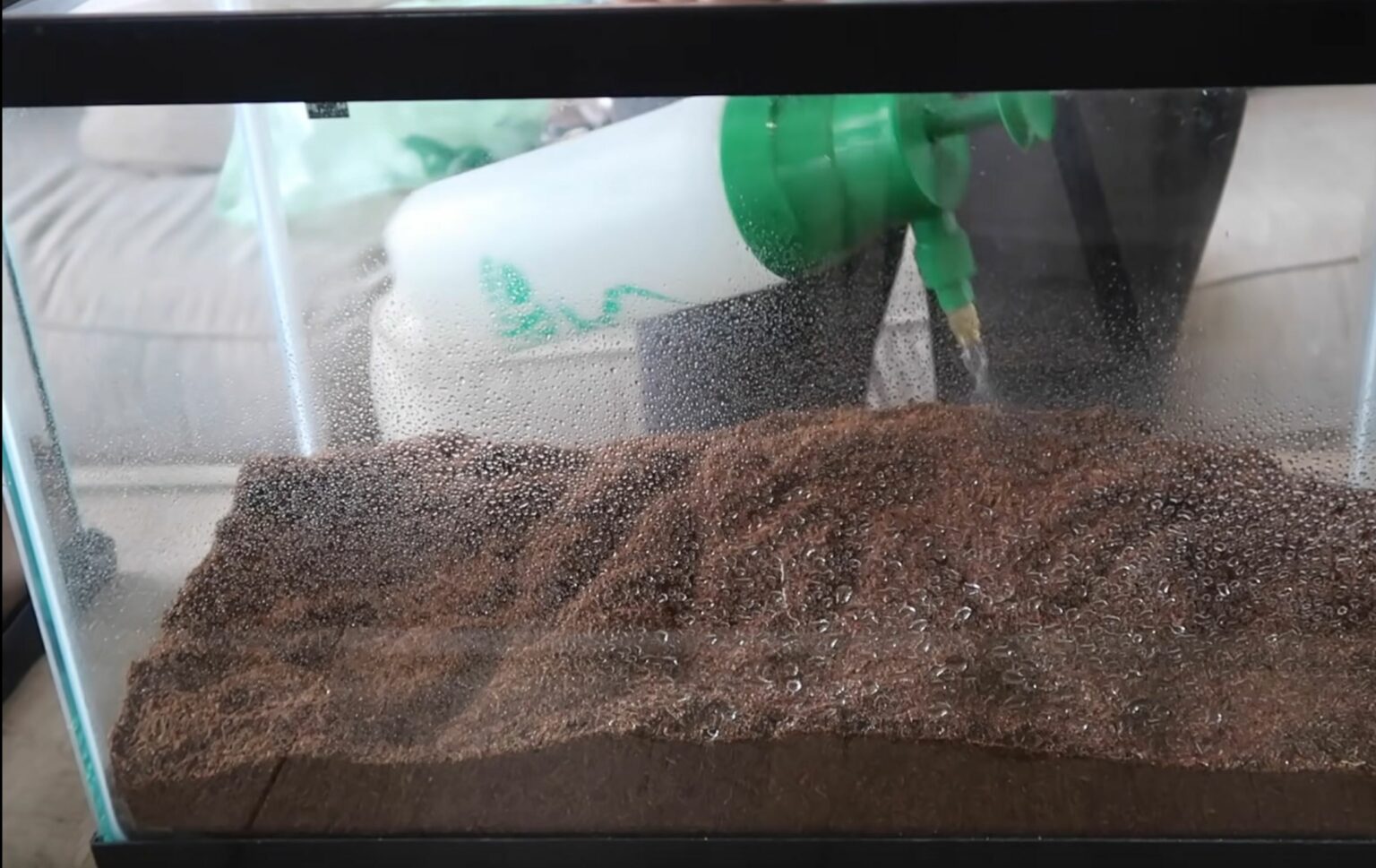 How To Setup A Pacman Frog Habitat [The Right Way]