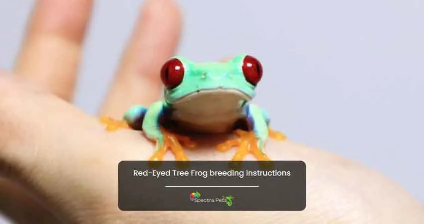 Red Eyed Tree Frog breeding instructions