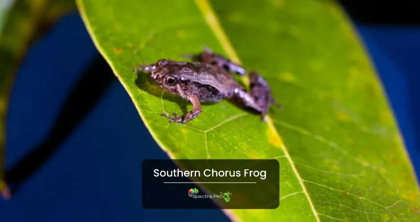 Southern Chorus Frog