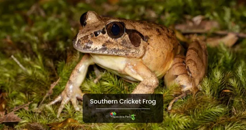 Southern Cricket Frog