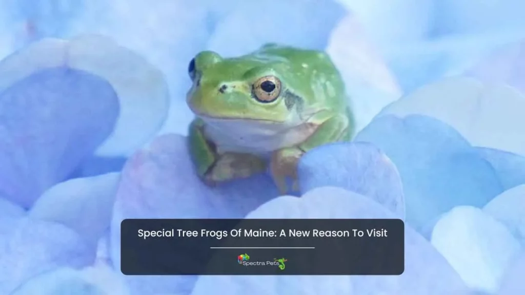 Special Tree Frogs Of Maine