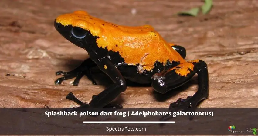 Splashback poison dart frog Adelphobates galactonotus