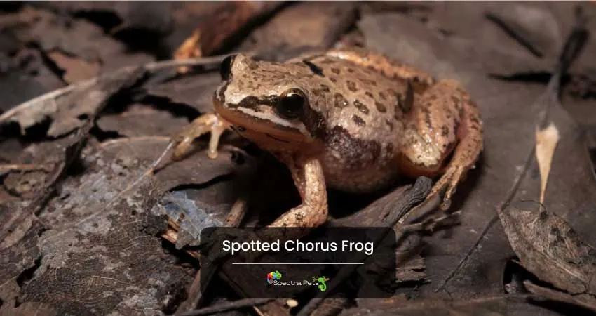 Spotted Chorus Frog