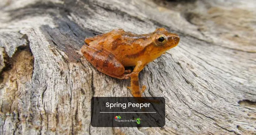 Spring Peeper