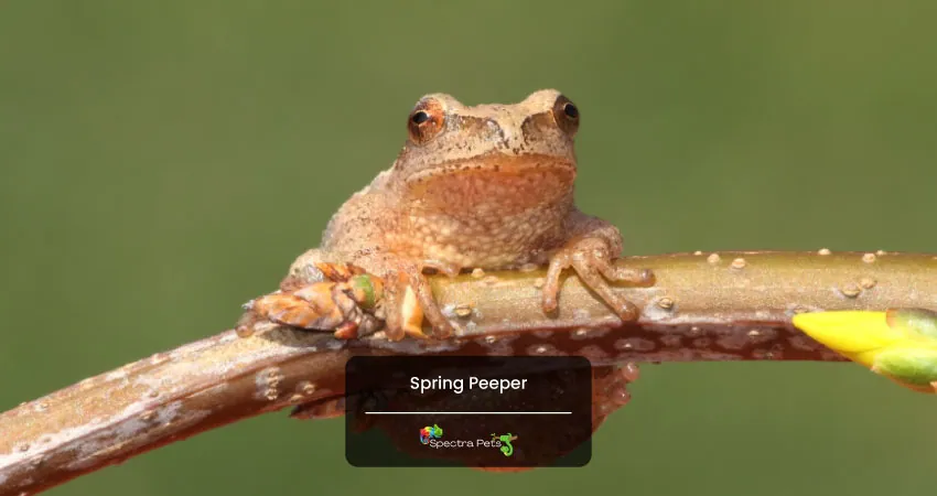Spring Peeper