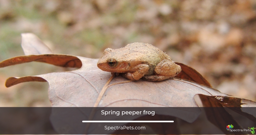 Spring peeper frog