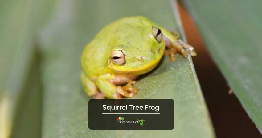 Squirrel Tree Frog