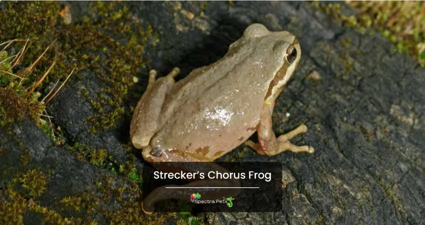 Streckers Chorus Frog