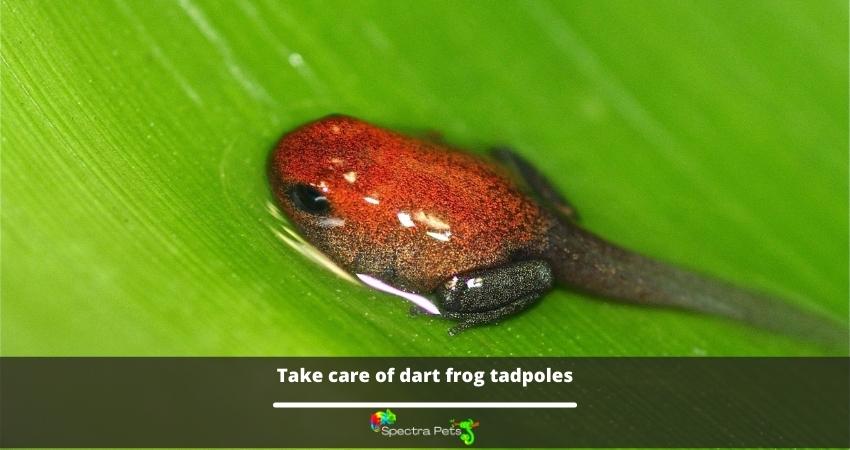 Take care of dart frog tadpoles