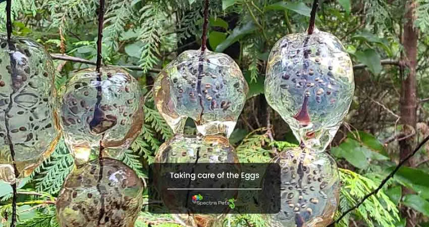 Taking care of the Eggs